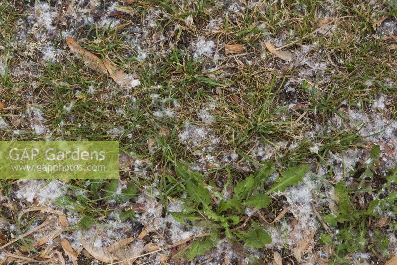 Taraxacum officinale - Plantes de pissenlit avec des graines libérées par le vent accumulées sur la pelouse endommagée par la circulation piétonnière au printemps.