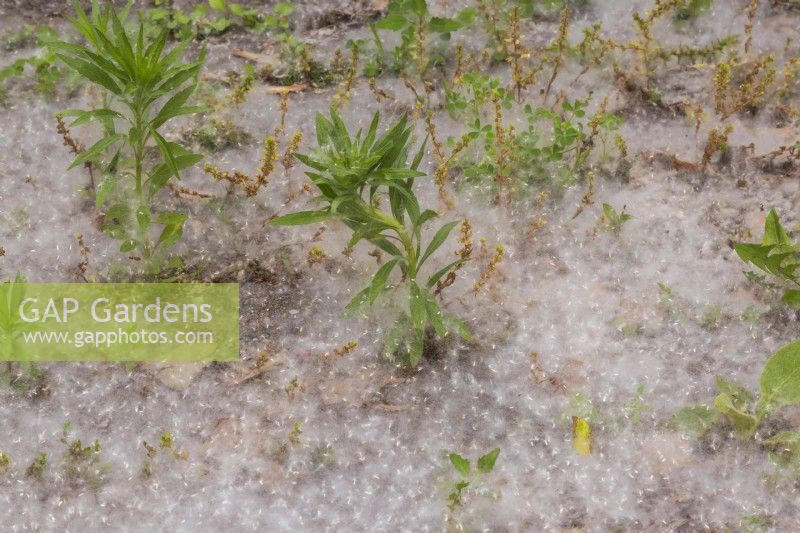 Libéré par le vent Taraxacum officinale - Graines de pissenlit accumulées autour de jeunes plantes poussant dans un parterre de fleurs au printemps.