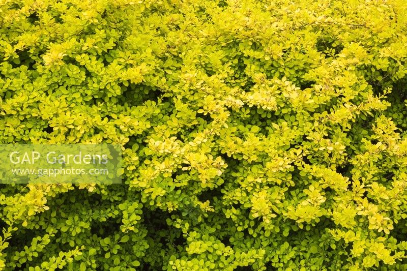 Berberis thunbergii 'Aurea' - arbuste d'épine-vinette japonaise au printemps.