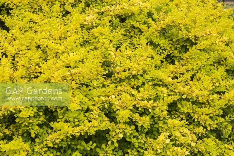 Berberis thunbergii 'Aurea' - arbuste d'épine-vinette japonaise au printemps.
