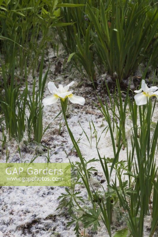 Fleurs d'iris blanc et Taraxacum officinale soufflé par le vent - graines de pissenlit accumulées dans le parterre de fleurs au printemps.