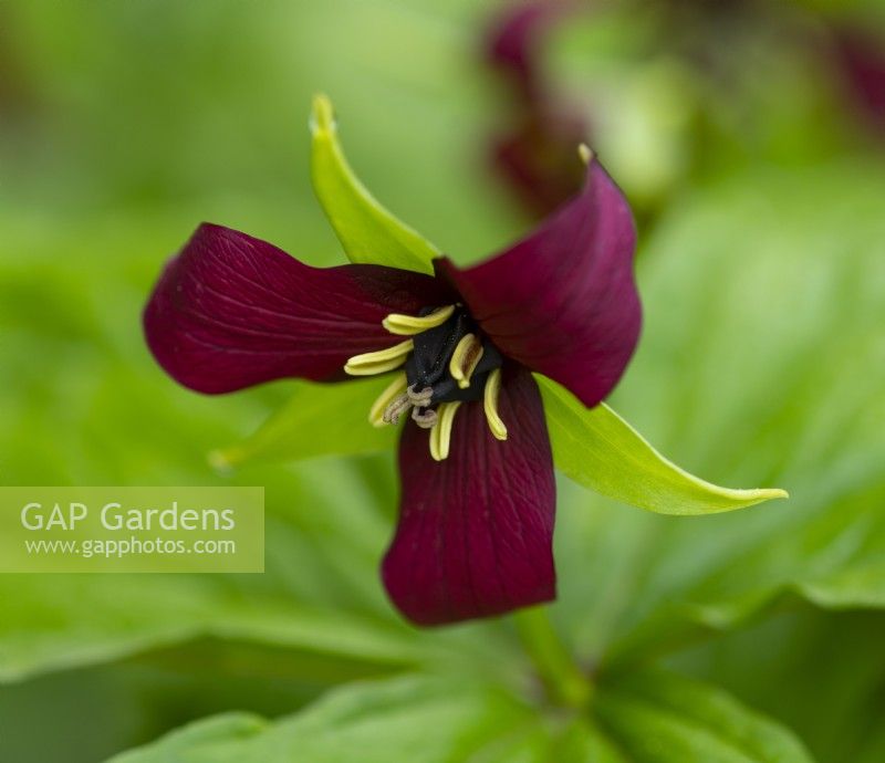 Trillium sulcatum - Lys des bois dans le jardin clos du château de Crathes