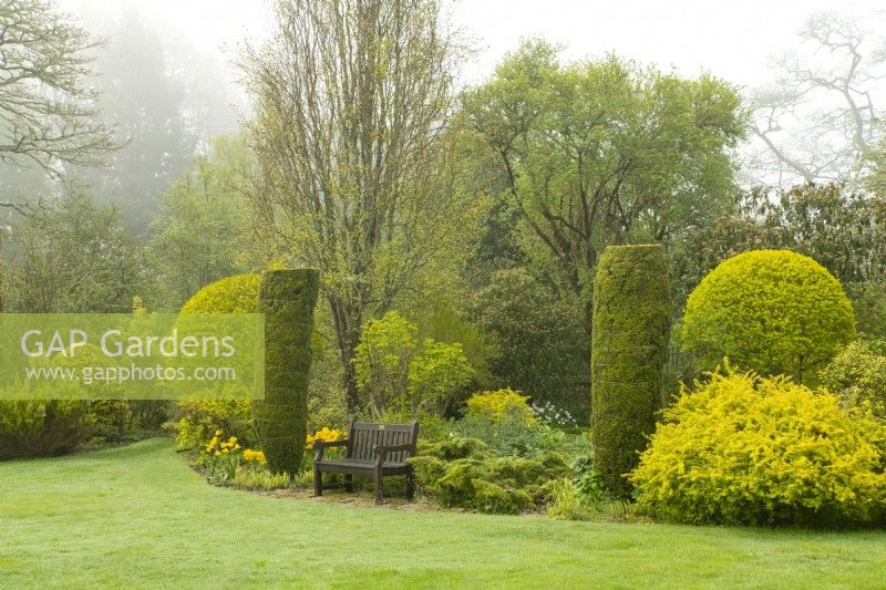 Une zone de pelouse autour de parterres de fleurs herbacées avec des topiaires jaunes Tulipa et Taxus baccata maintenues en place avec des supports métalliques dans le jardin doré du jardin clos du château de Crathes.