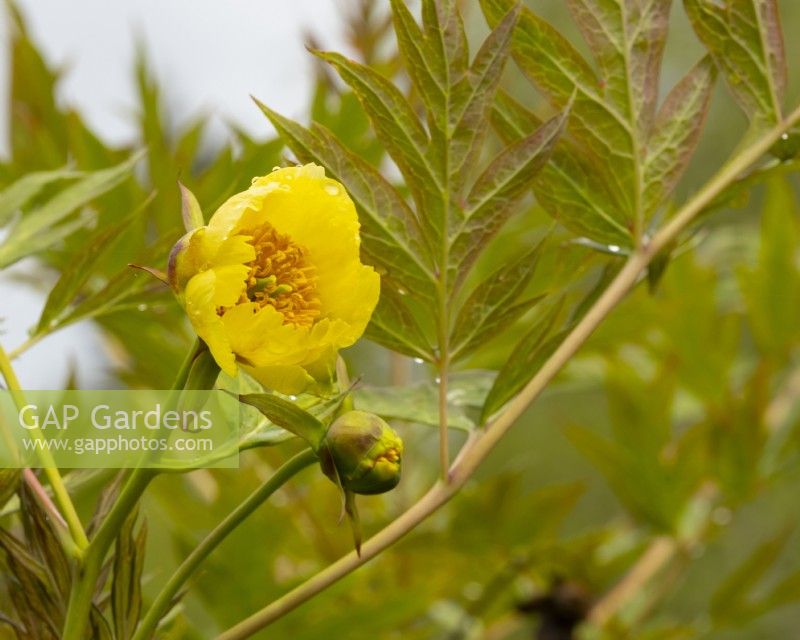 Paeonia delavayi var lutea - une pivoine arborescente jaune