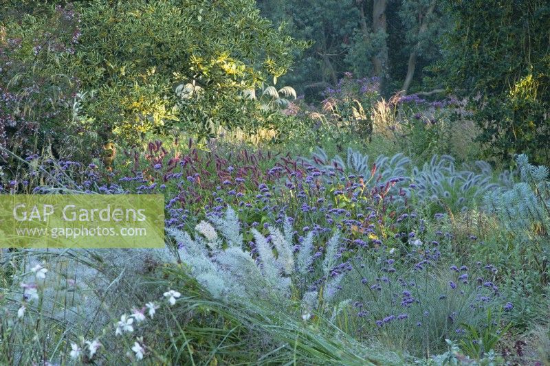 Plantation mixte de plantes vivaces à Knoll Gardens dans le Dorset