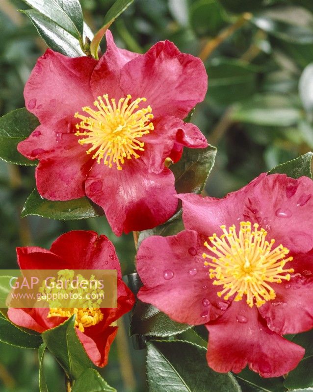 Camellia sasanqua Bryans Red, automne octobre