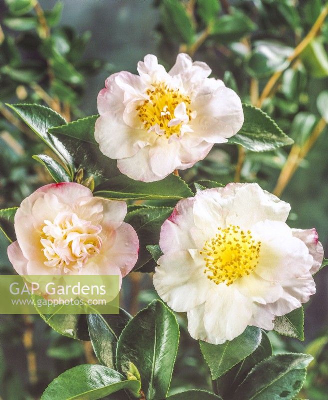 Camellia sasanqua, automne octobre