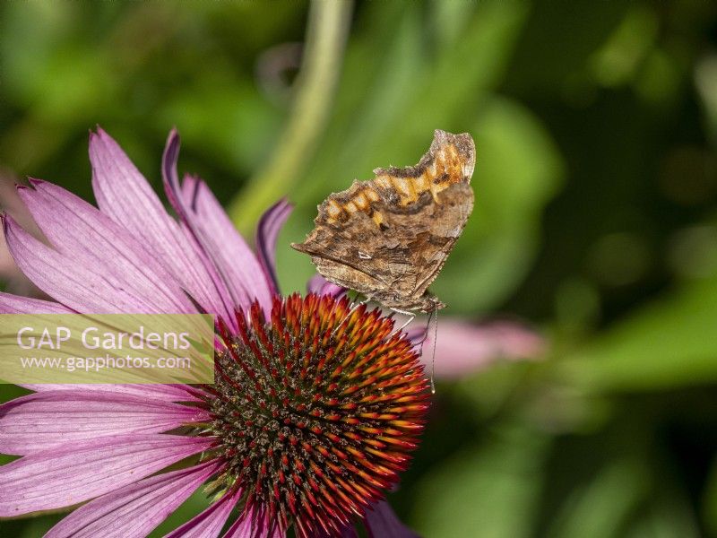 Papillon virgule, Polygonia c-album sur Echinacea