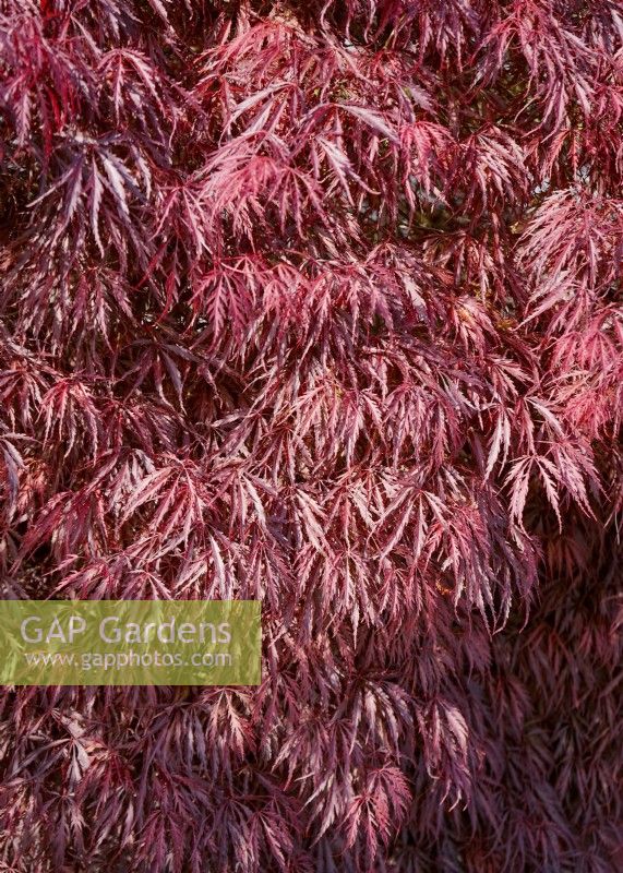 Acer palmatum Tamukeyama , printemps mai