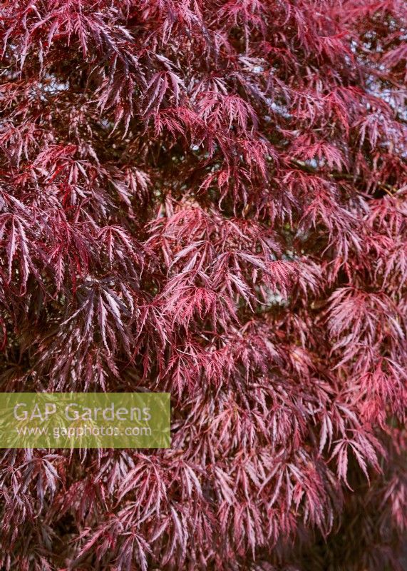 Acer palmatum Tamukeyama , printemps mai