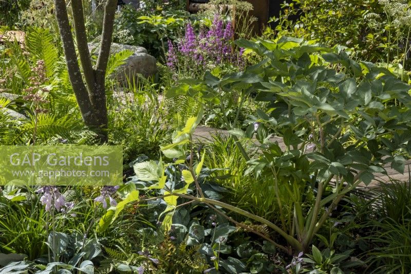 Angelica archangelica, fougères et hostsa poussant dans une zone ombragée du RHS Resilient Garden, conçu par Tom Massey.