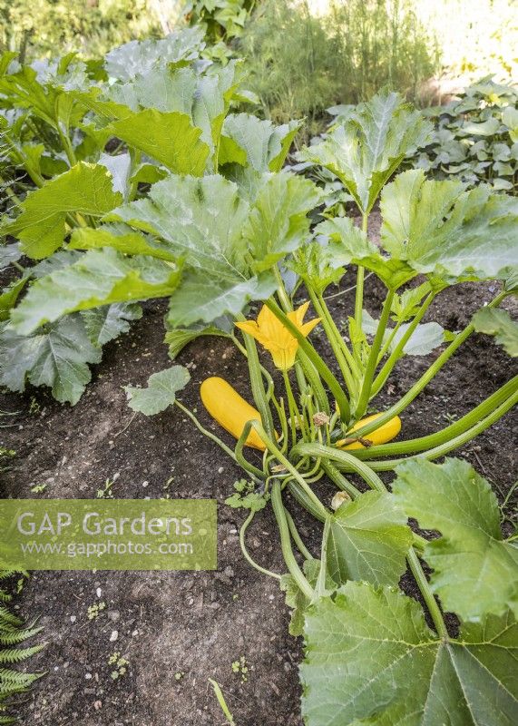 Cucurbita pepo con. giromontiina, été août