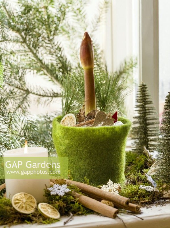 Pousse de fleur d'Amaryllis émergeant d'un pot décoré, hiver décembre