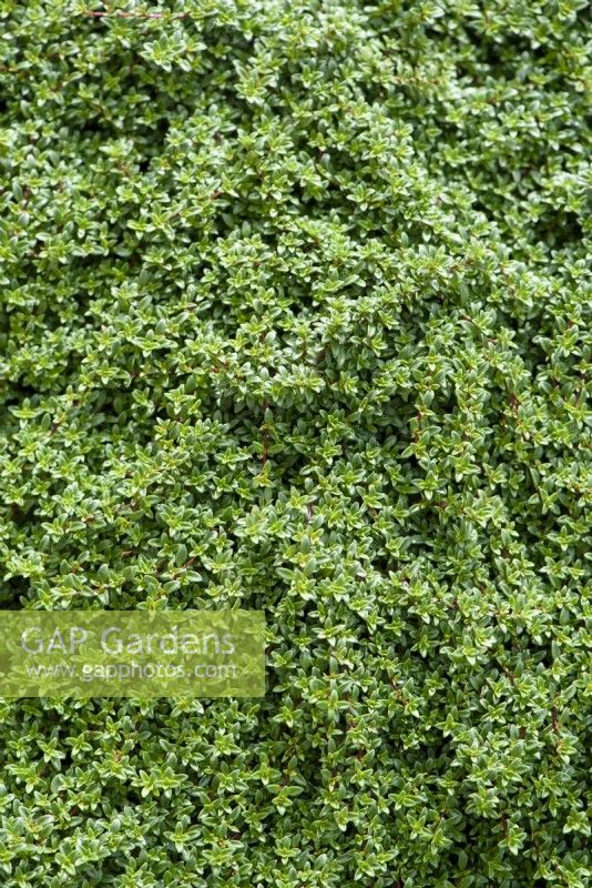 Thymus praecox 'Creeping Red' - Thym rampant utilisé comme substitut de pelouse