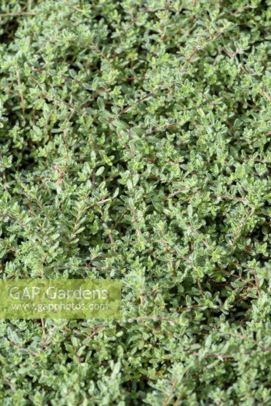 Thymus ciliatus - Thym utilisé comme substitut de pelouse