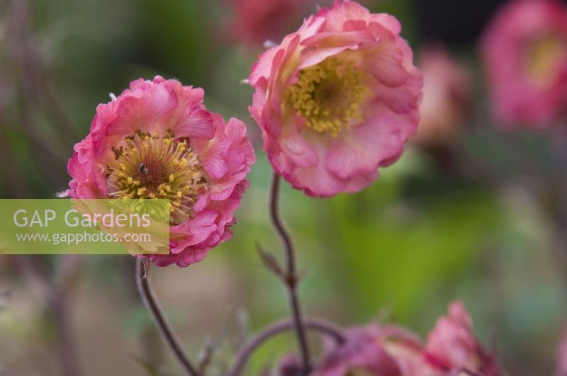 Geum « Roger Proud » - RHS Malvern Spring Festival 2023 - East of Eden Nursery