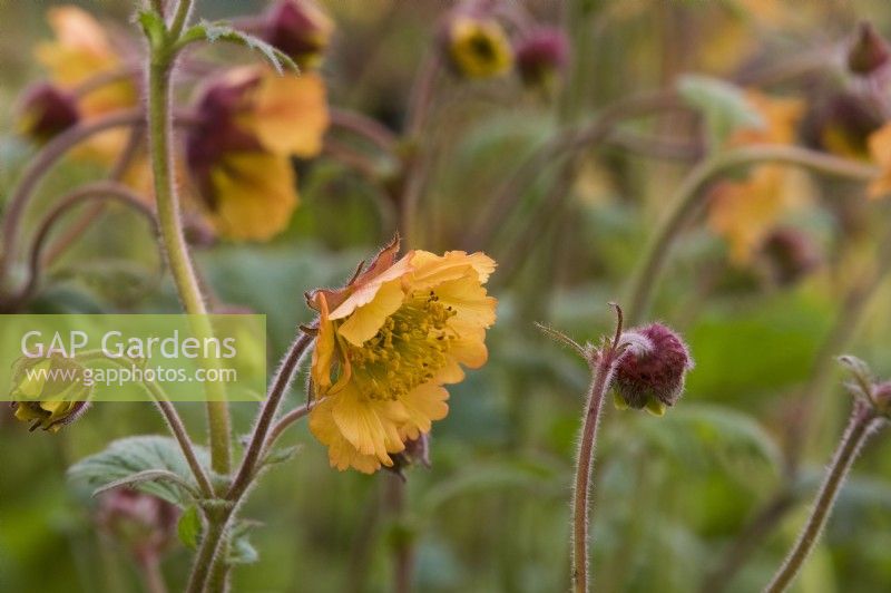 Geum 'Spécial Fleur d'Oranger' - RHS Malvern Spring Festival 2023 - East of Eden Nursery