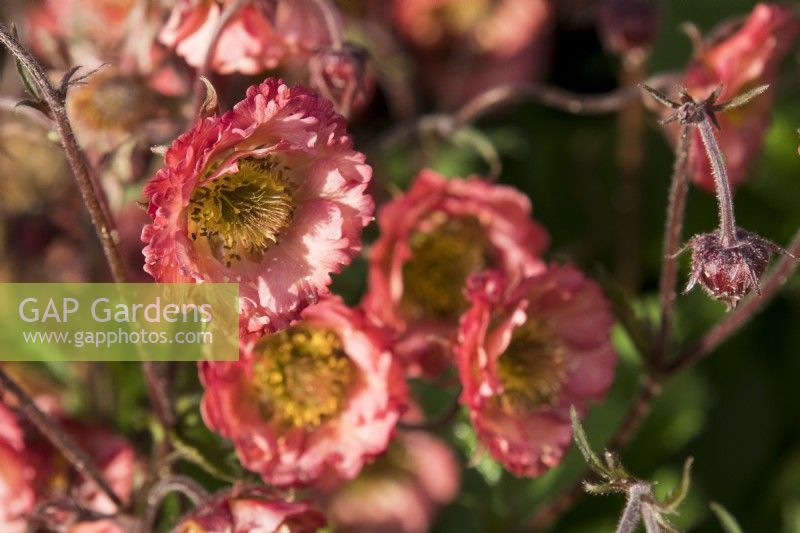 Geum « Pink Petticoats » - RHS Malvern Spring Festival 2023 - Bee Positive, Bee Kind, Bee Aware - Designers Rick Ford, Katie Gentle