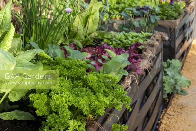 Légumes et herbes plantés dans des pots recyclés - RHS Malvern Spring Festival 2023 - Bee Positive, Bee Kind, Bee Aware - Designers Rick Ford, Katie Gentle