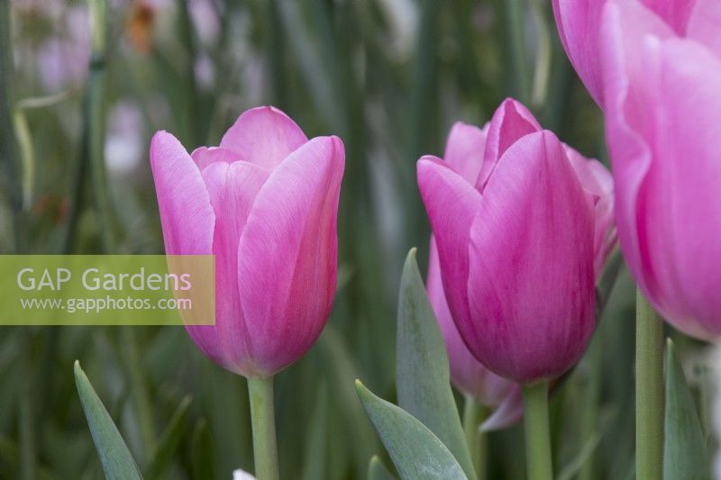Tulipa « Maîtresse » - RHS Malvern Spring Festival 2023 - Avon Bulbs