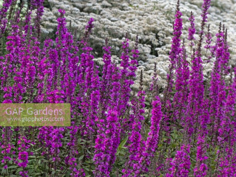 Lythrum virgatum 'Dropmore Purple' et Castroviejo frigida Corsican Everstanding en arrière-plan du parterre de fleurs du jardin
