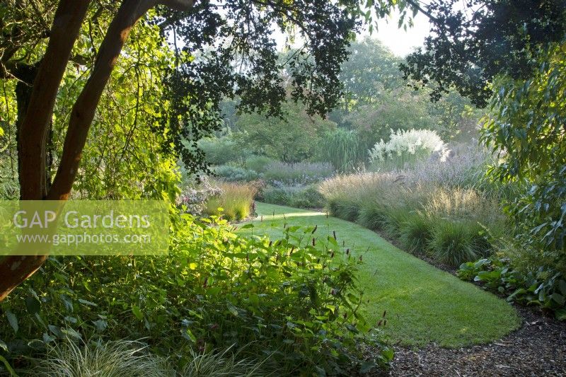 Luma apicuata 'Myrtus luma' encadre la longue promenade aux Knoll Gardens dans le Dorset.