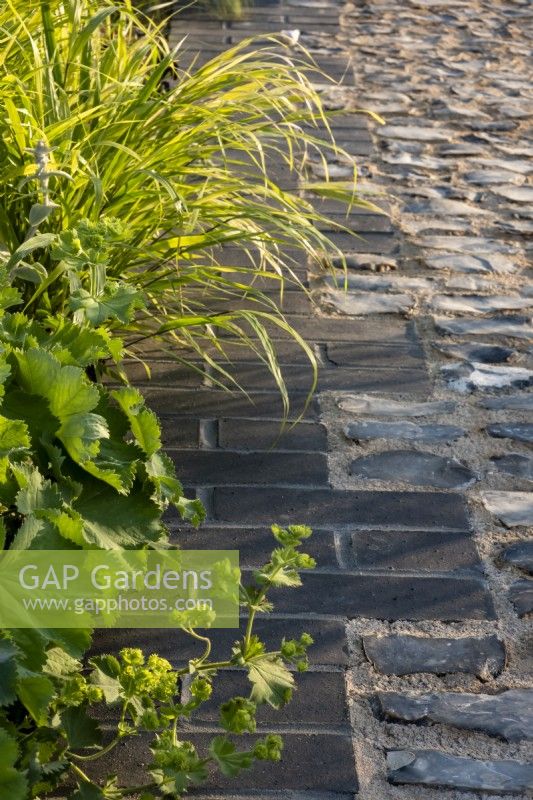 Alchemilla mollis et une herbe ornementale débordant sur le chemin de briques et de silex, le jardin traditionnel de la maison de ville. Conçu par: Lucy Taylor