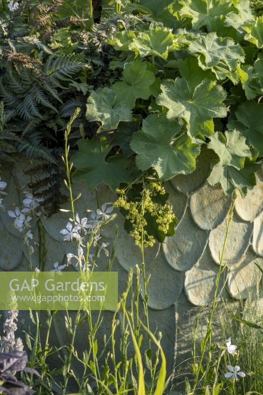 Athyrium niponicum Metallicum et Alchemilla mollis débordent du bord d'un pot vert avec des flèches d'Oenothera lindheimeri 'Sparkle White' au premier plan, sur le jardin traditionnel de la maison de ville, designer : Lucy Taylor