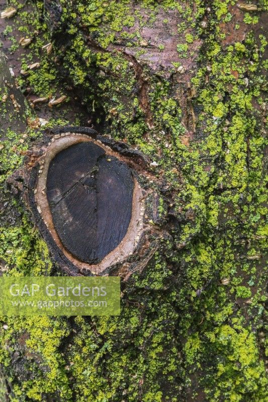 Croissance de cals autour du bord de la plaie où la branche a été sciée sur un tronc d'arbre à feuilles caduques recouvert de Bryophyta - mousse verte et croissance de lichen en été.