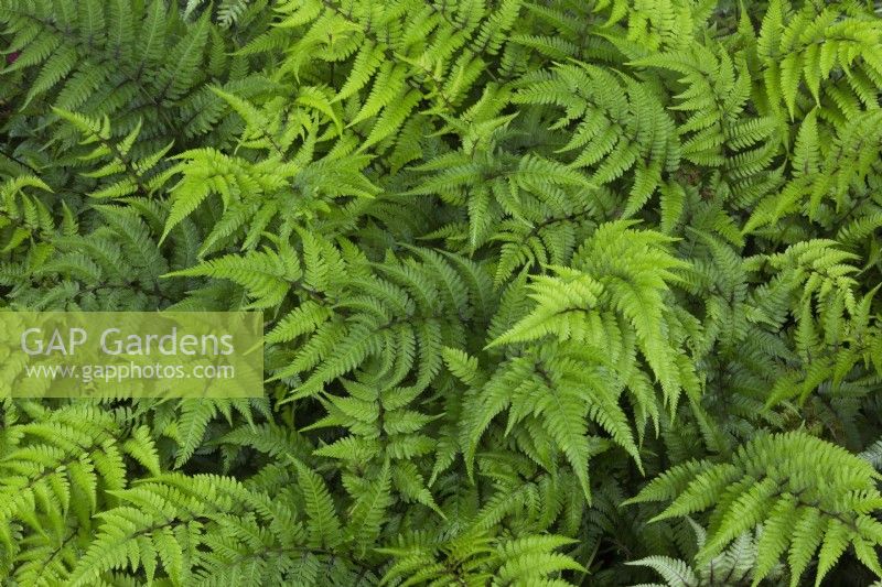 Athyrium niponicum - Fougère peinte japonaise en été.