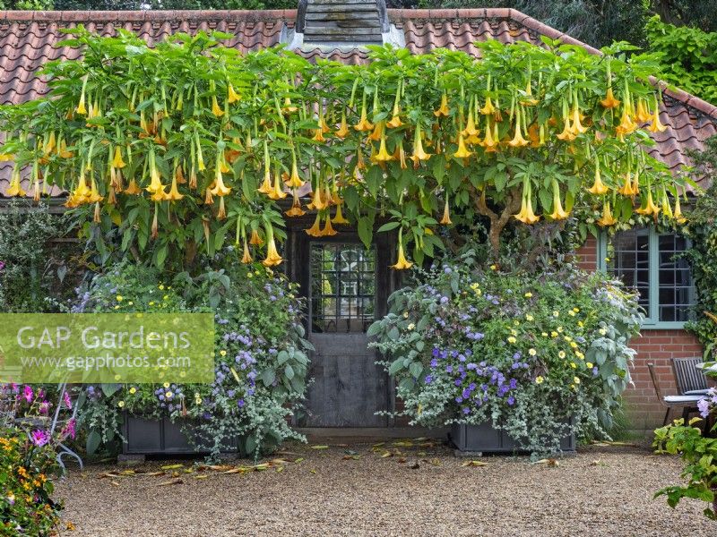 Pots avec Brugmansia x candida 'Grand Marnier' - Angel's Trumpet East Ruston Old Vicarage garden Septembre