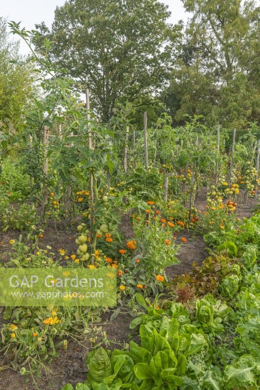 Vue des variétés de tomates jalonnées avec plantation complémentaire de fleurs de Calendula officinalis à la fin de l'été - septembre