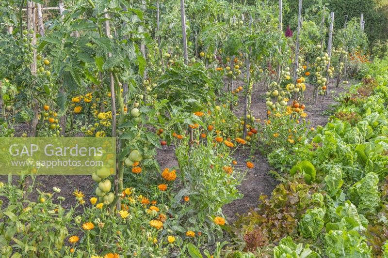 Vue des rangées de variétés de tomates jalonnées dans un potager avec plantation de fleurs de Calendula officinalis à la fin de l'été - septembre