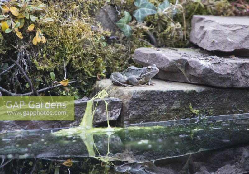 Rana temporaria - Grenouille rousse, assise sur une pierre au bord de l'étang. Juin. Été.