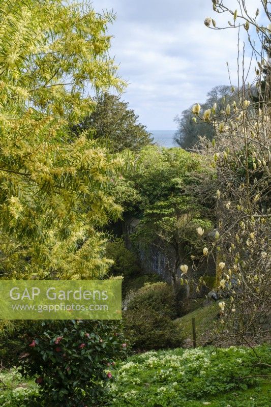 Acacias et magnolias dans le jardin du château de Caerhays, Cornouailles.