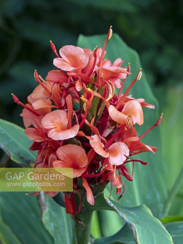 Hedychium deceptum Red Hardy Ginger Lily Septembre Automne