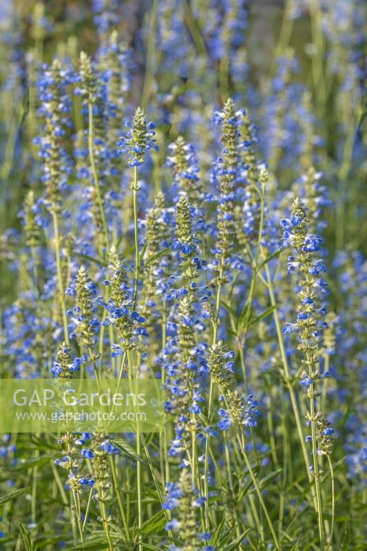 Floraison de Salvia uliginosa en automne - septembre