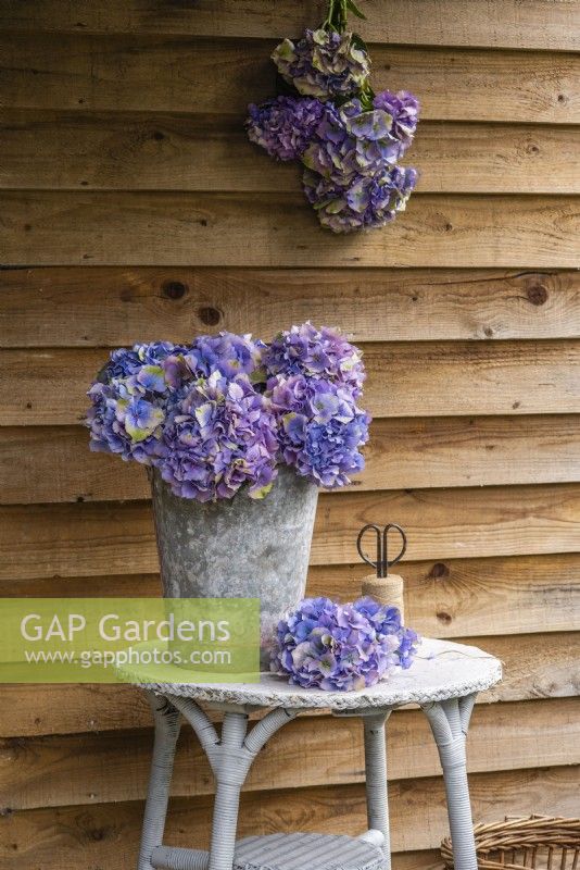 Hortensias violets bleus affichés dans un seau en métal sur une table peinte avec sécateur et ficelle sur un fond en bois avec un tas d'hortensias suspendus