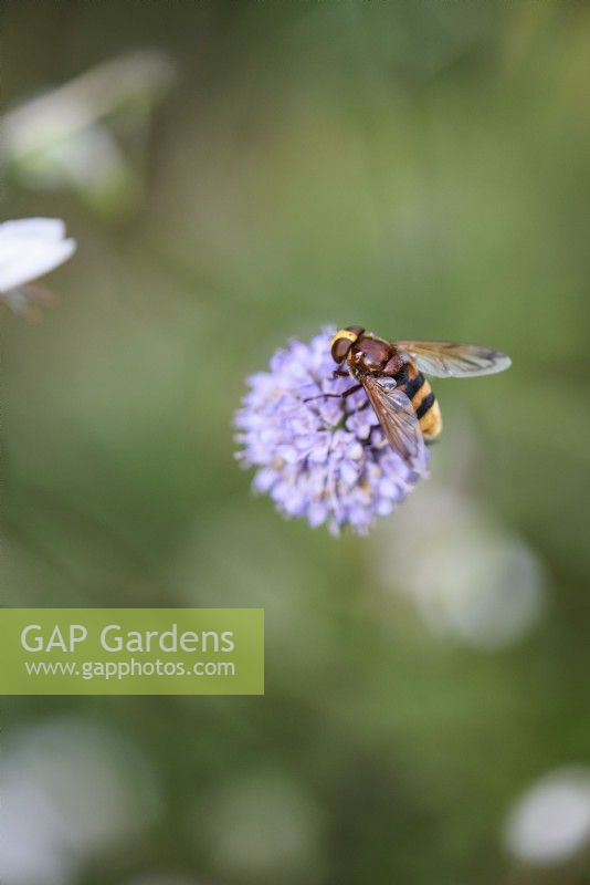 Le frelon imite le syrphe, Volucella zonaria, en août