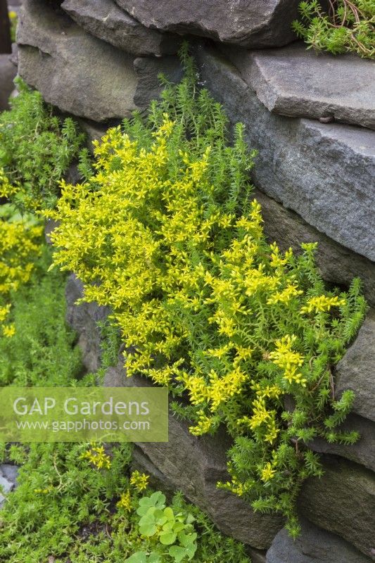 Sedum sexangulare - plantes Stonecrop insipides poussant à travers des fissures dans un parterre de fleurs surélevé bordé de pierre en été.