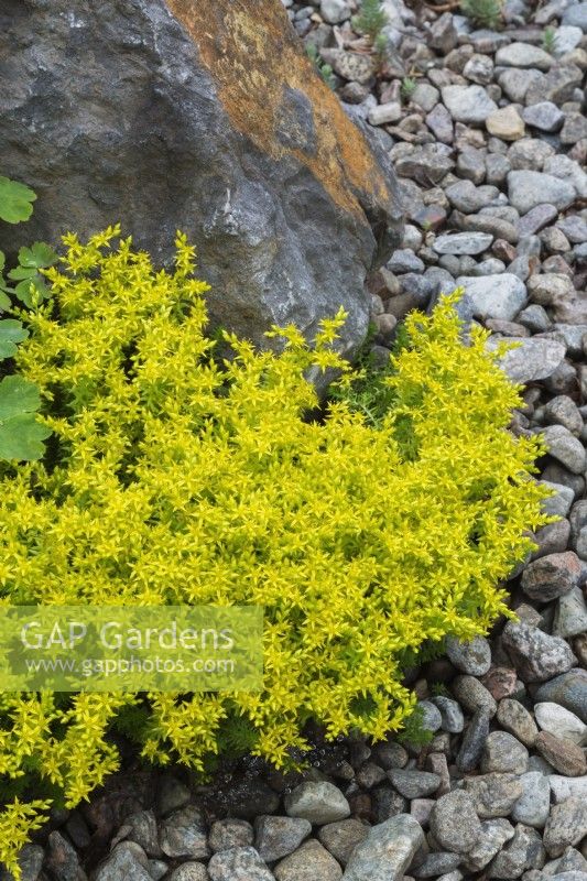 Sedum sexangulare - Orpin insipide dans un parterre de fleurs en pierre de rivière en été.