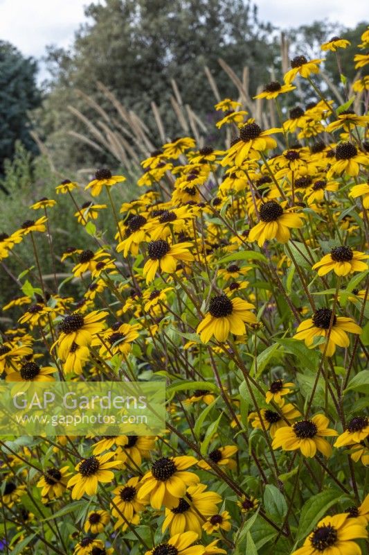 Rudbeckia triloba dans un parterre de fleurs