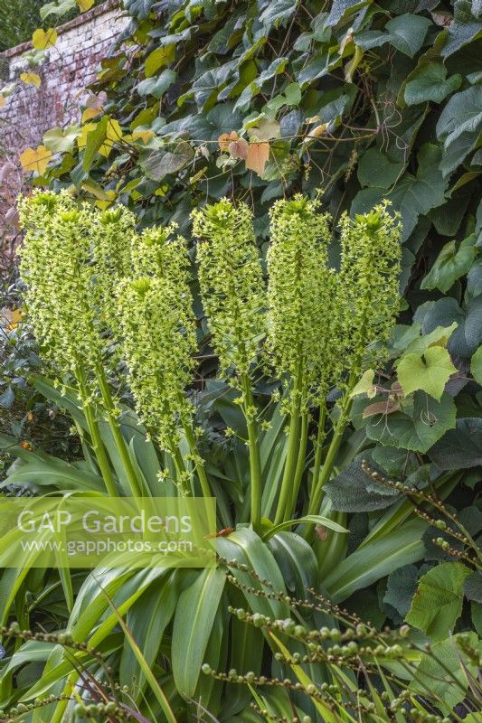 Eucomis pole-evansii