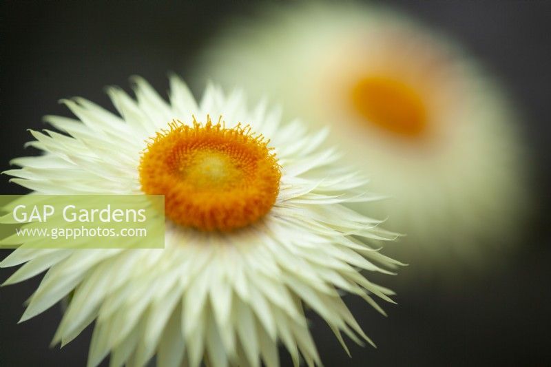 Helichrysum bracteatum 'Coco' - Fleur éternelle - Mai