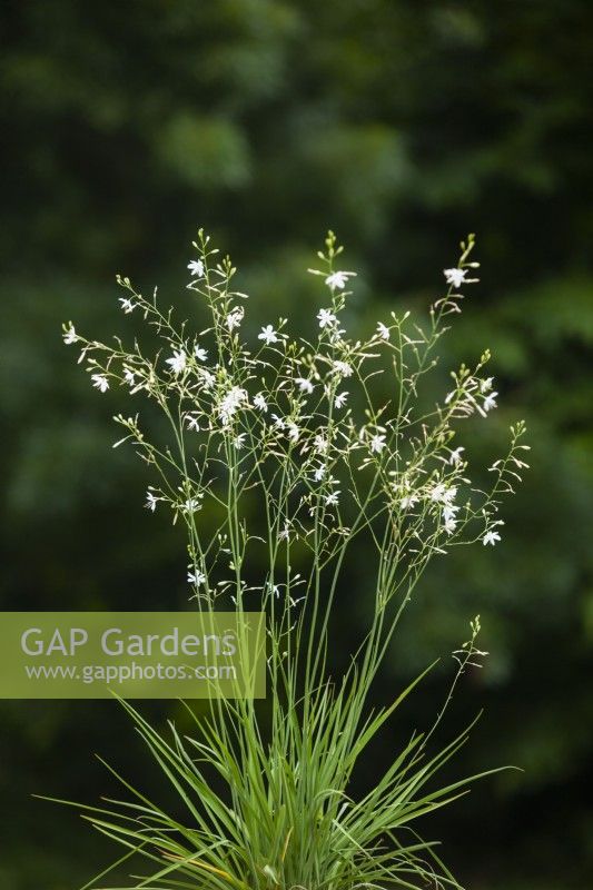 Anthericum ramosum - Lys de Saint-Bernard ramifié - juillet