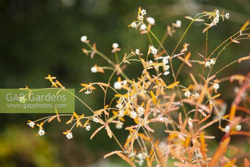 Euphorbia corollata - octobre