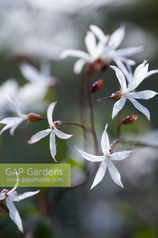 Gillenia trifoliata - Racine de Bowman - Mai