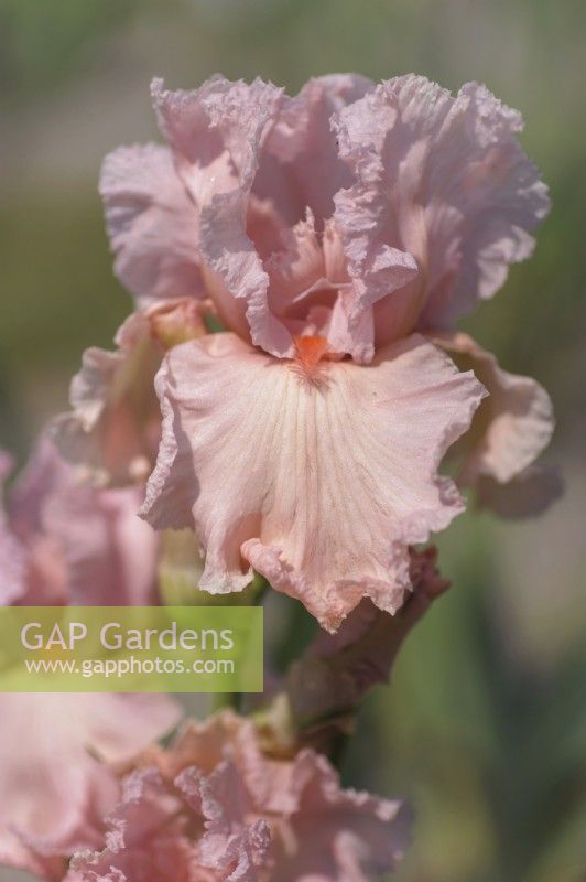 Grand Iris barbu 'Presence'. Hybridateur : Joseph Gatty, 1986