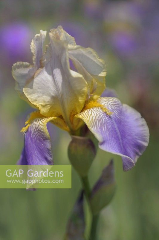 Grand Iris barbu historique 'Serenite'Hybridizer : Ferdinand Cayeux, 1931