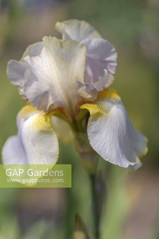 Grand iris barbu historique 'Lula Marguerite'Hybridizer: Fred DeForest, R. 1959